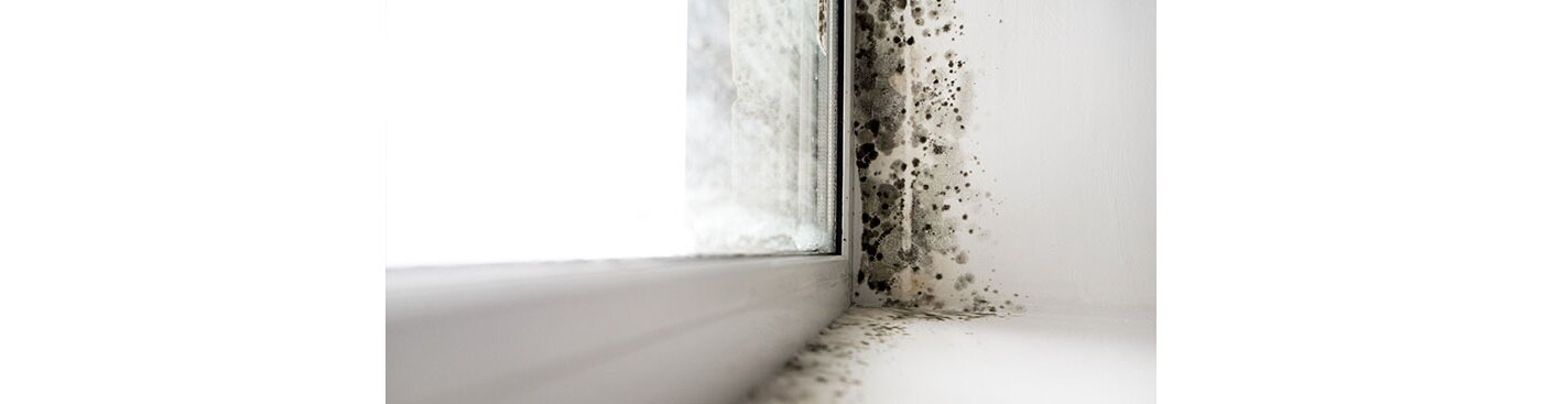Professionelles Schimmelspray mit Hafteffekt! - Schimmel im Haus - Was tun? - Nanoprotect GmbH