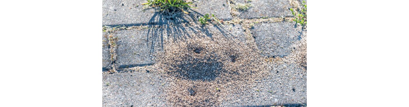 Ameisen im und ums Haus - Was tun? - Was hilft gegen Ameisen? | Nanoprotect.de