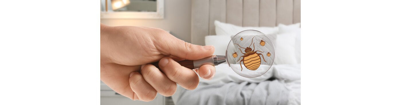 Bettwanzen - Was tun, wenn sie zum Problem werden? - Was tun gegen Bettwanzen | Nanoprotect.de