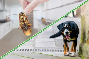 Nanoprotect Schädlingsbekämpfung und Tierabwehr
