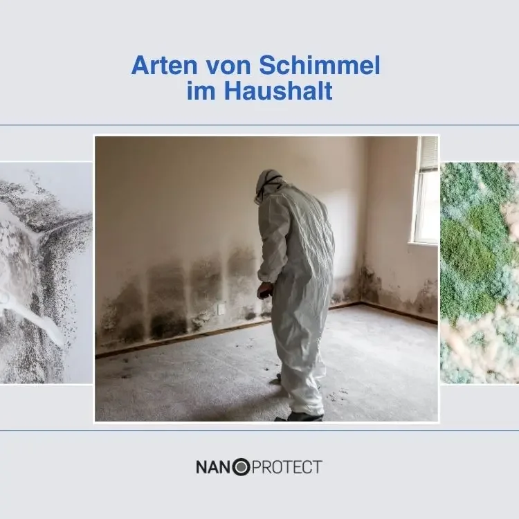 Arten von Schimmel im Haushalt