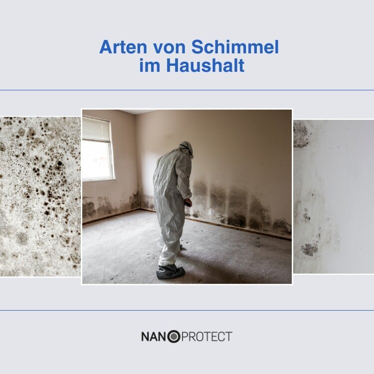 Arten von Schimmel im Haushalt